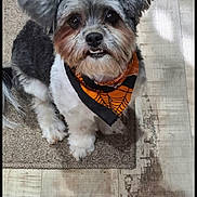 Layla joined the competition — help win amazing prizes! dog, pet, bandana, floor, carpet, wooden_floor, cute, portrait, sitting, indoor, small_dog, fur, animal, looking_up, black_and_white, orange, underbite, companion, friendly, domestic_animal