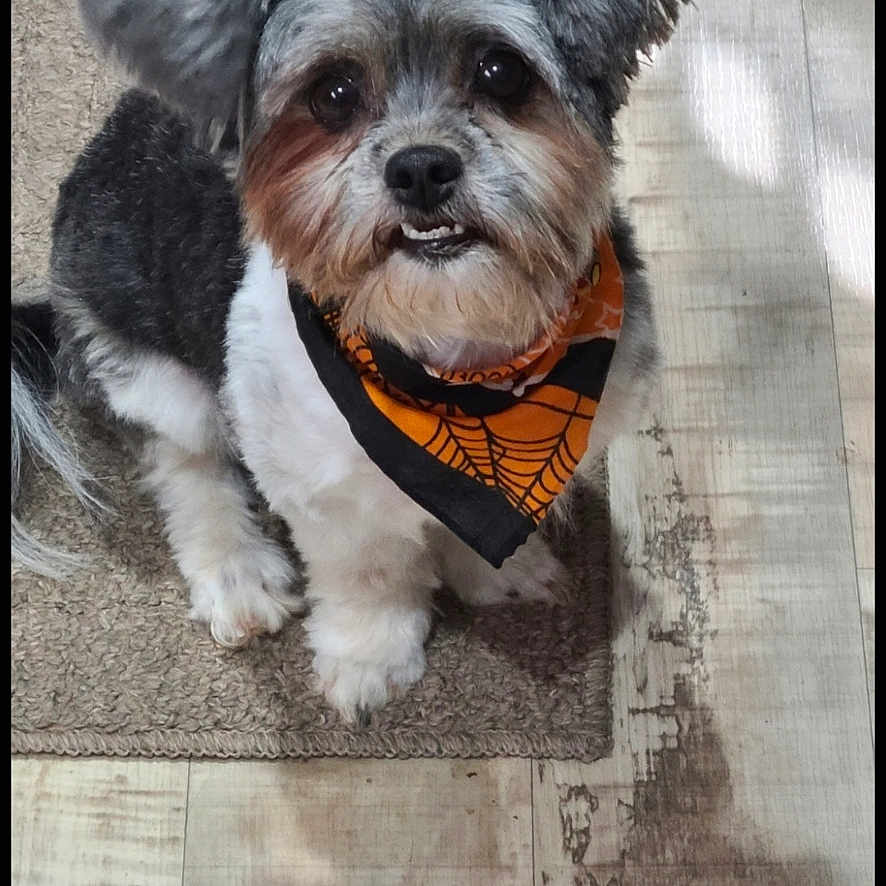 Layla joined the competition — help win amazing prizes! dog, pet, bandana, floor, carpet, wooden_floor, cute, portrait, sitting, indoor, small_dog, fur, animal, looking_up, black_and_white, orange, underbite, companion, friendly, domestic_animal
