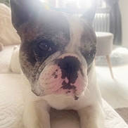 Shadow a rejoint le concours — aidez-le/la à gagner de superbes lots ! dog, french_bulldog, pet, close_up, indoor, white, paws, face, laying_down, natural_light, window, curtains, cozy, blurred_background, animal, companion, domestic, cute, portrait, resting