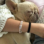 Uber participe au concours pour gagner de l'argent avec cette photo : dog, french_bulldog, sleeping, cute, pet, cozy, person, arm, bracelet, knitted_sweater, closeup, indoor, relaxation, resting, animal, friendship, calm, cute_pet, snuggle, soft