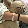 dog, french_bulldog, sleeping, cute, pet, cozy, person, arm, bracelet, knitted_sweater, closeup, indoor, relaxation, resting, animal, friendship, calm, cute_pet, snuggle, soft
