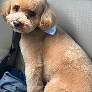 Theo Floyd joined the competition — help win amazing prizes! dog, pet, fluffy, brown, car_seat, denim_jacket, cute, animal, fur, ears, face, looking_back, seatbelt, indoor, companion, domestic_animal, portrait, curious, sitting, adorable
