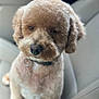 Theo Floyd is registered to the contest to win money with this photo: dog, pet, curly_fur, car_seat, brown_fur, collar, close_up, indoor, animal, canine, cute, fluffy, companion, transportation, leisure, portrait, sitting, furry, domestic_animal, mammal