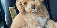 Theo Floyd is registered to the contest to win money with this photo: dog, poodle, curly_fur, car_seat, pet, fluffy, cute, animal, indoors, close_up, seat, brown, tan, relaxed, looking_at_camera, adorable, companion, furry, transportation, soft