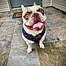dog, french_bulldog, pet, animal, tongue_out, harness, porch, tiled_floor, cute, smiling, canine, domestic_animal, happy, looking_up, front_paws, ears, short_hair, outdoor, house_entrance, playful
