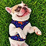 Charlie joined the competition — help win amazing prizes! dog, french_bulldog, grass, pet_harness, outdoor, cute, smiling, lying_down, playful, animal, mammal, domestic_animal, canine, white_fur, brown_markings, ears, paws, tongue, nose, funny_expression