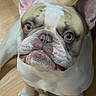 Charlie joined the competition — help win amazing prizes! dog, french_bulldog, pet, animal, indoor, floor, wooden_floor, looking_up, ears, face, cute, expression, sitting, domestic_animal, canine, companion, closeup, portrait, fur, whiskers