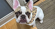 Charlie joined the competition — help win amazing prizes! dog, french_bulldog, pet, indoor, floor, wooden_floor, bandana, brown_and_white, ears, looking_up, curious, door, rug, animal, companion, domestic_animal, canine, cute, small_dog, portrait