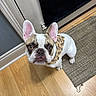 dog, french_bulldog, pet, indoor, floor, wooden_floor, bandana, brown_and_white, ears, looking_up, curious, door, rug, animal, companion, domestic_animal, canine, cute, small_dog, portrait
