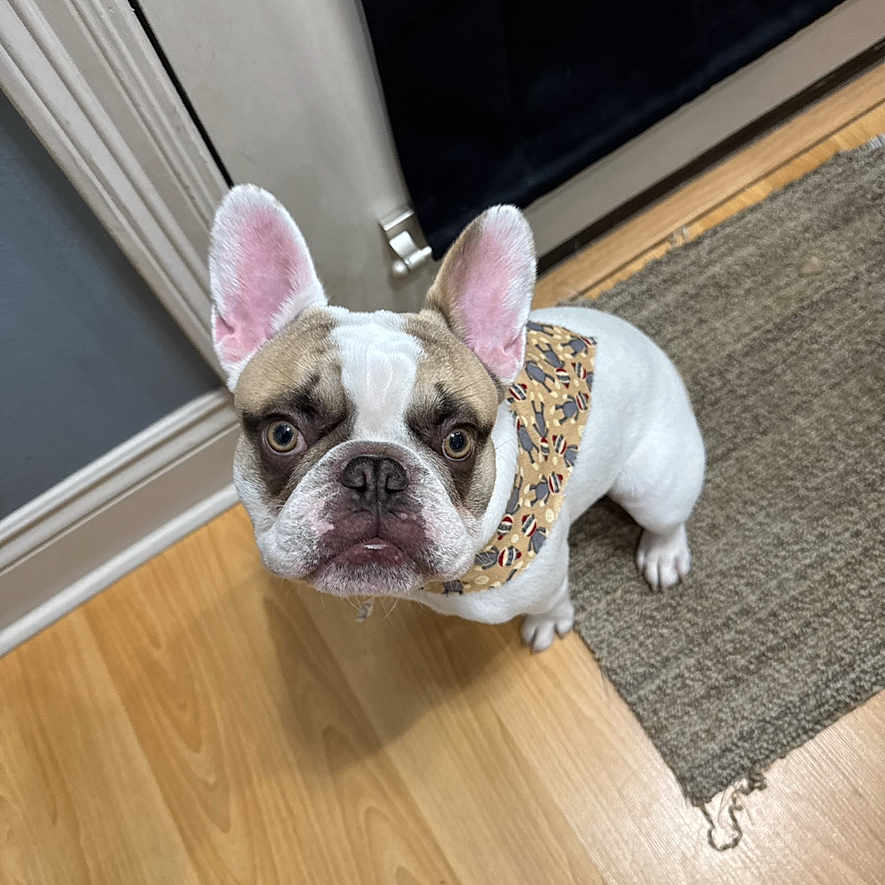 Charlie joined the competition — help win amazing prizes! dog, french_bulldog, pet, indoor, floor, wooden_floor, bandana, brown_and_white, ears, looking_up, curious, door, rug, animal, companion, domestic_animal, canine, cute, small_dog, portrait