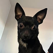 Blacky joined the competition — help win amazing prizes! dog, black_dog, pet, indoor, ears, white_patch, curious, animal, closeup, face, fur, canine, companion, domestic_animal, portrait, looking, house, room, friend, cute