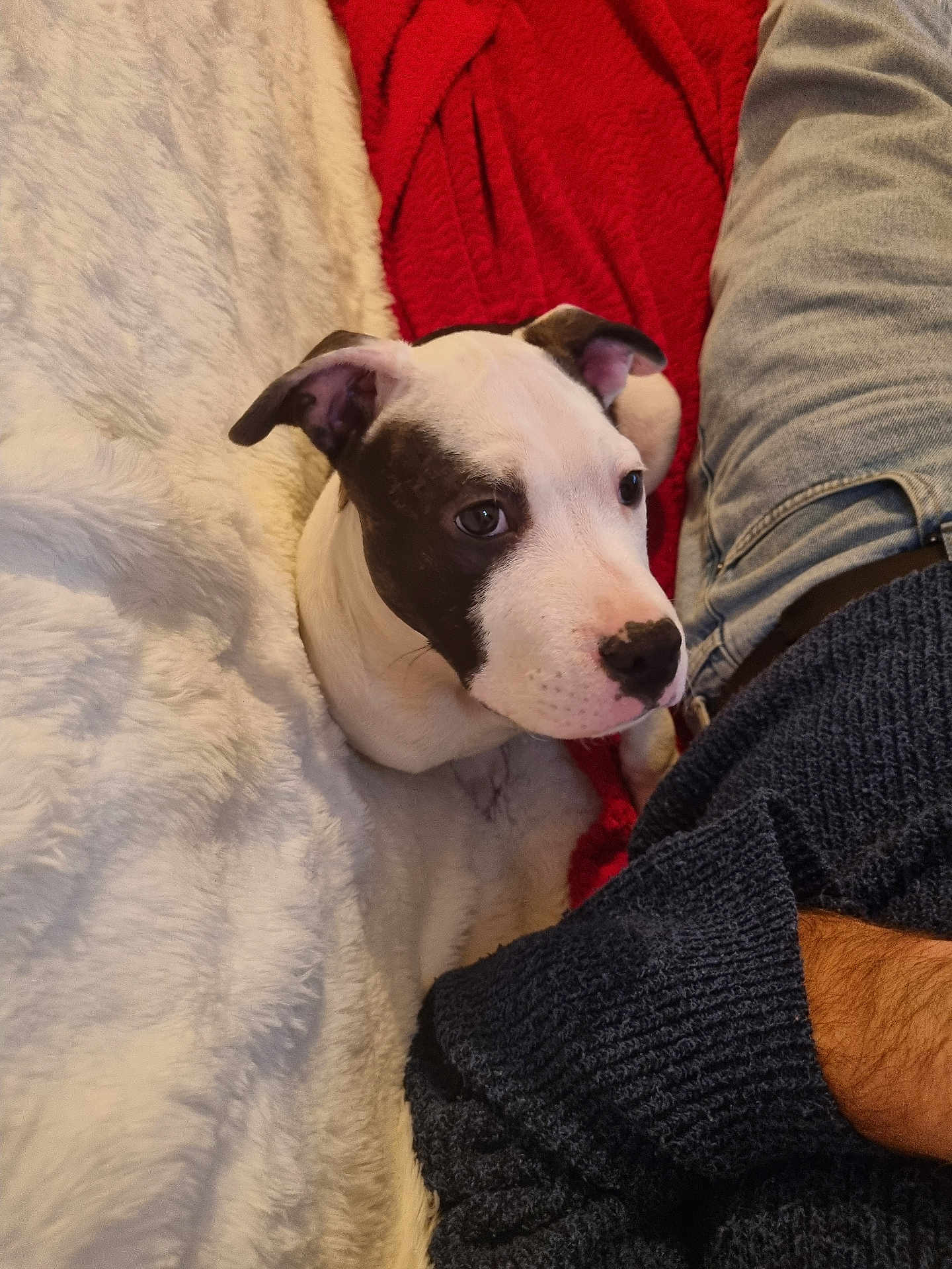 Filou a rejoint le concours — aidez-le/la à gagner de superbes lots ! puppy, dog, black_and_white, blanket, red_blanket, white_blanket, person, arm, sweater, jeans, cozy, indoors, cute, pet, fur, ears, nose, resting, looking, companion