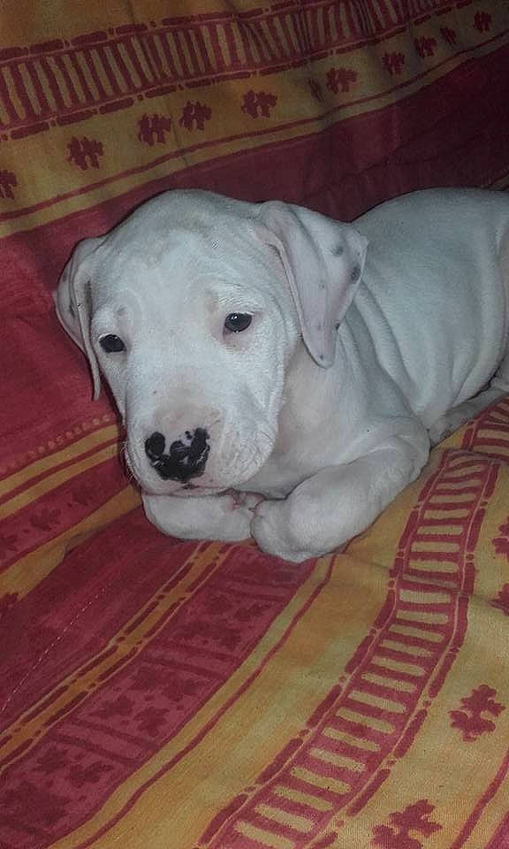 Cheyenne a rejoint le concours — aidez-le/la à gagner de superbes lots ! carnivore, comfort, companion_dog, dog, dog_breed, fawn, flooring, hardwood, non_sporting_group, pet_supply, sporting_group, whiskers, wood, working_animal