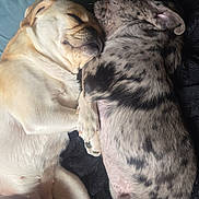 Maya joined the competition — help win amazing prizes! dog, puppy, sleeping, cuddle, snuggle, cute, pet, animal, fur, laying_down, resting, companion, friendship, indoor, blanket, soft, cute_pets, adorable, peaceful, relaxed