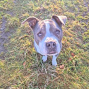 Maska a rejoint le concours — aidez-le/la à gagner de superbes lots ! dog, grass, outdoor, pet, animal, ears, face, sunlight, nature, cute, canine, nose, fur, looking_up, daylight, muzzle, adorable, field, loyal, expression