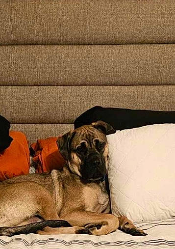 Keno is registered to the contest to win money with this photo: bored, carnivore, comfort, companion_dog, dog, dog_breed, fawn, flooring, guard_dog, linens, puppy, sitting, sporting_group, terrestrial_animal, tints_and_shades, wood, working_animal, working_dog