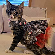 Petunia joined the competition — help win amazing prizes! cat, tabby, pet, animal, indoor, couch, dress, holiday, festive, costume, window, curious, sitting, whiskers, ears, fur, paws, home, furniture, cute