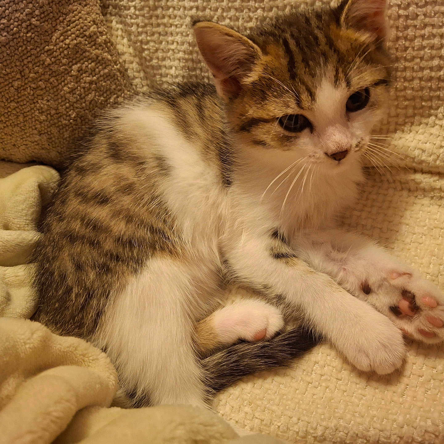 Nala a rejoint le concours — aidez-le/la à gagner de superbes lots ! cat, kitten, tabby, white_fur, striped_fur, fluffy, pet, animal, lying_down, relaxed, sleepy, paws, whiskers, ears, tail, blanket, couch, indoors, cozy, portrait