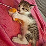 kitten, cat, tabby, pet, animal, plush_toy, mouse_toy, blanket, pink_blanket, cuddling, playing, lying_down, indoors, cozy, cute, fluffy, whiskers, ears, tail, portrait
