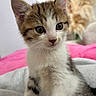 Nala participe au concours pour gagner de l'argent avec cette photo : kitten, cat, tabby, animal, pet, feline, portrait, closeup, sitting, bed, bedding, blanket, fluffy, fur, whiskers, ears, eyes, paws, indoor, cute