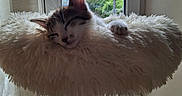 Nala a rejoint le concours — aidez-le/la à gagner de superbes lots ! cat, kitten, sleeping, fluffy, long_hair, white_fur, gray_fur, pet, animal, paw, whiskers, ears, face, cat_tree, scratching_post, cozy, indoor, window, curtains, rooftops