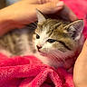 Nala a rejoint le concours — aidez-le/la à gagner de superbes lots ! cat, kitten, tabby, pet, animal, feline, cute, sleepy, relaxed, blanket, pink, fluffy, close_up, portrait, whiskers, ears, eyes, nose, human_hand, indoors
