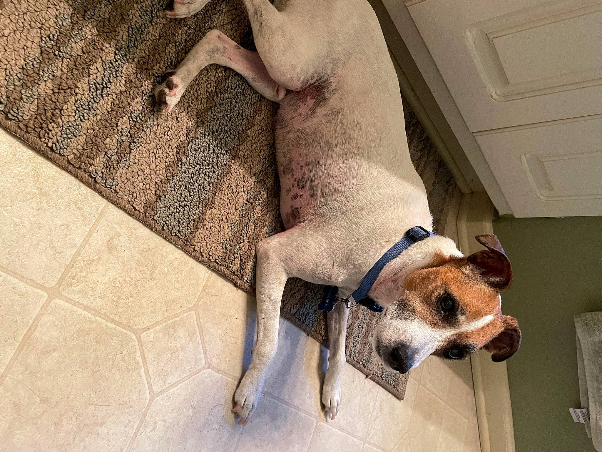 Chase is registered to the contest to win money with this photo: carnivore, collar, comfort, companion_dog, dog, dog_breed, dog_supply, elbow, fawn, flooring, foot, human_leg, knee, pet_supply, snout, sporting_group, tail, thigh, wood, working_animal