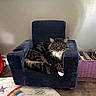 cat, tabby, fluffy, long_hair, pet, animal, chair, armchair, indoor, home, furniture, sitting, lounging, paw, white_paw, whiskers, ears, striped_fur, rug, rainbow