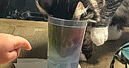 Diesel is registered to the contest to win money with this photo: cat, tabby_cat, animal, pet, furry, striped_fur, white_paws, drinking, cup, plastic_cup, table, wooden_table, napkin, hand, indoor, home, closeup, funny, curious, everyday_scene