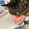 cat, tabby_cat, sleeping, close_up, whiskers, ears, fur, striped_fur, pet, animal, toy_car, pink_toy, craft_supplies, storage_bin, colorful, indoor, face, portrait, cute, relaxed