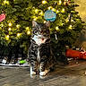 cat, tabby, pet, animal, christmas_tree, holiday, festive, ornaments, string_lights, portrait, sitting, indoors, wooden_floor, reflection, greenery, collar, bell, gift, cozy, home_decor