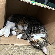 Diesel joined the competition — help win amazing prizes! cat, tabby_cat, white_paws, sleeping, relaxed, lying_down, upside_down, cardboard_box, pet, furry, whiskers, pink_nose, striped_fur, indoor, wood_floor, cozy, cute, animal, resting, portrait