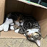 cat, tabby_cat, white_paws, sleeping, relaxed, lying_down, upside_down, cardboard_box, pet, furry, whiskers, pink_nose, striped_fur, indoor, wood_floor, cozy, cute, animal, resting, portrait