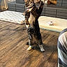 cat, tabby_cat, pet, standing, upright, raised_paw, white_chest, white_paws, collar, indoor, living_room, fireplace, wood_floor, pet_bed, cat_toy, furniture, home, portrait, funny_pose, animal