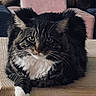 cat, tuxedo_cat, long_hair, fluffy, black_and_white, whiskers, green_eyes, portrait, close_up, sitting, lounging, paw, white_paw, chair, wood, furniture, indoor, pet, animal, staring
