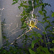 Araignée participe au concours pour gagner de l'argent avec cette photo :