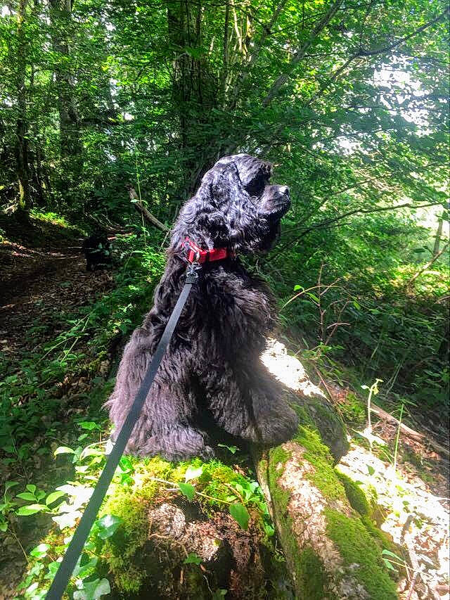 Prada a rejoint le concours — aidez-le/la à gagner de superbes lots ! forest, jungle, old_growth_forest, plant, rainforest, tree