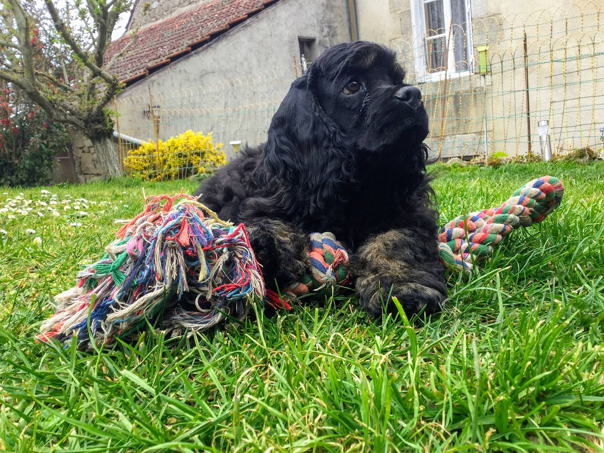 Prada a rejoint le concours — aidez-le/la à gagner de superbes lots ! american_cocker_spaniel, bouvier_des_flandres, canidae, carnivore, cockapoo, companion_dog, dog, dog_breed, grass, non_sporting_group, portuguese_water_dog, sporting_group, terrier