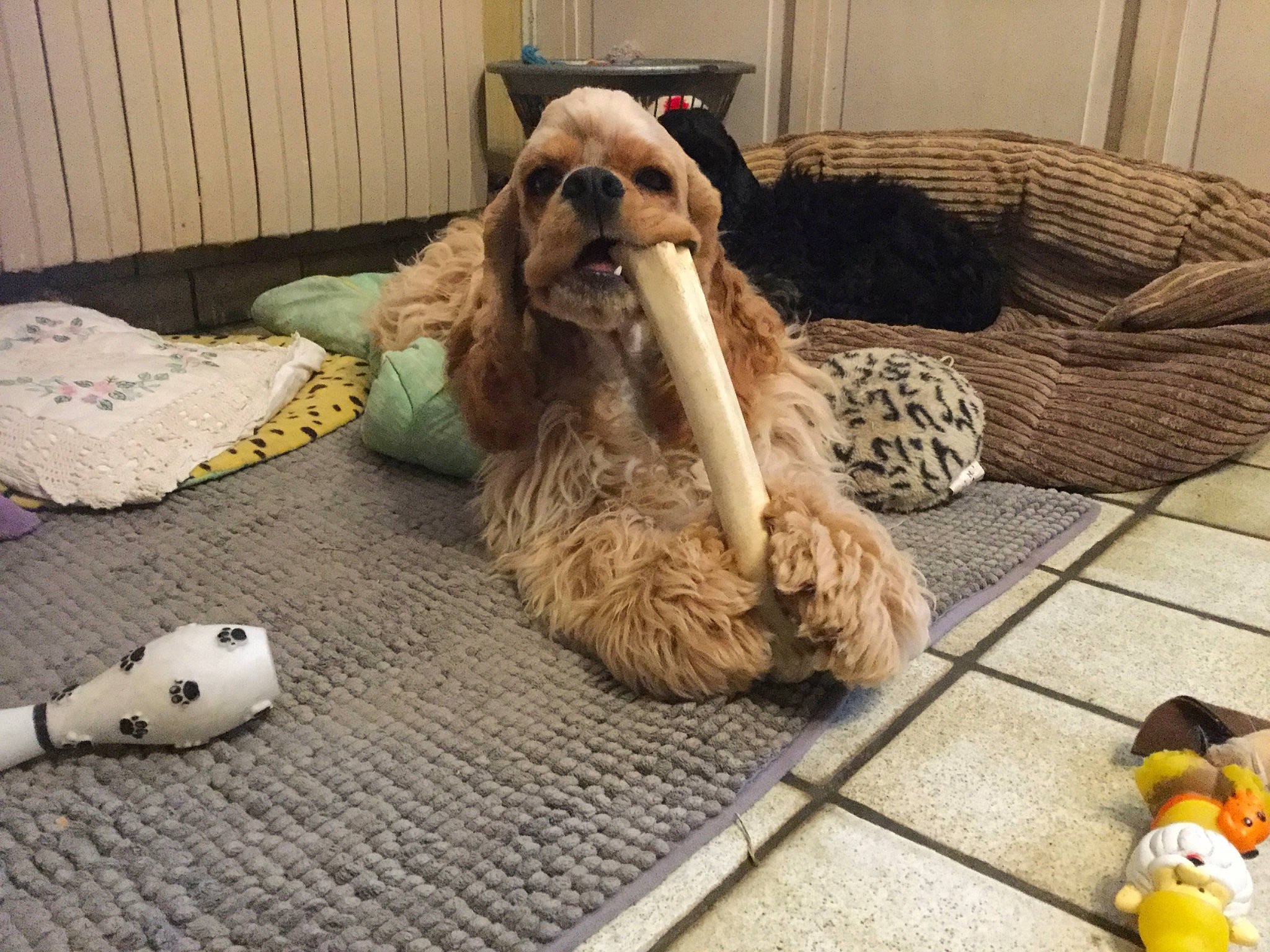 Paco a rejoint le concours — aidez-le/la à gagner de superbes lots ! american_cocker_spaniel, canidae, carnivore, cavapoo, cockapoo, cocker_spaniel, companion_dog, dog, dog_breed, dog_toy, english_cocker_spaniel, liver, mammal, puppy, puppy_love, spaniel, sporting_group