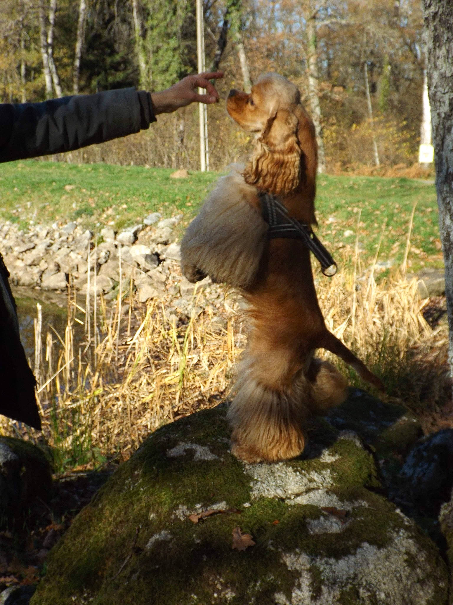 Paco a rejoint le concours — aidez-le/la à gagner de superbes lots ! boulder, canidae, carnivore, companion_dog, dog_breed, fawn, fur, lion, liver, northern_hardwood_forest, tail, trunk, woodland, zoo