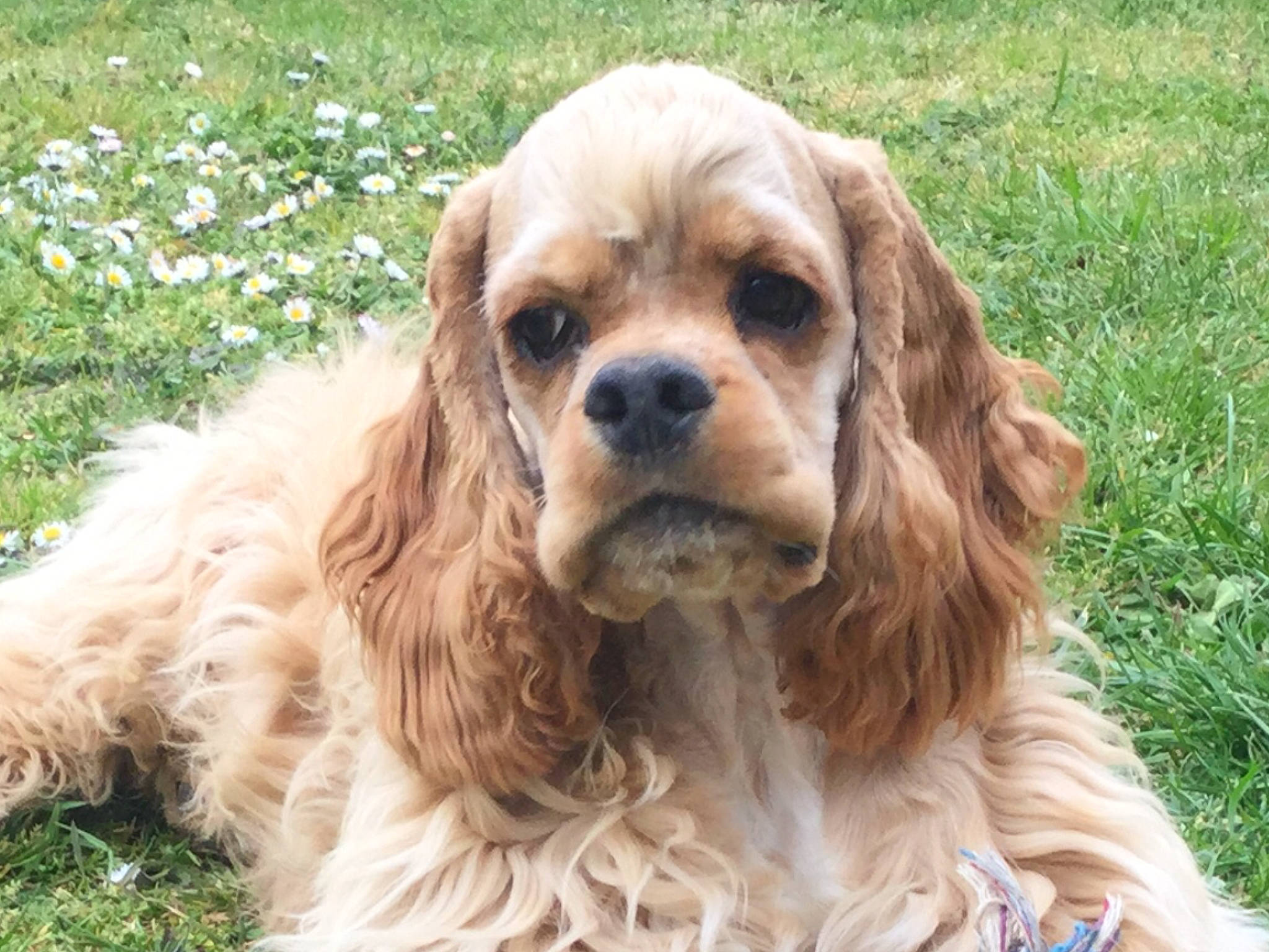 Paco participe au concours pour gagner de l'argent avec cette photo : american_cocker_spaniel, canidae, carnivore, cavalier_king_charles_spaniel, cocker_spaniel, companion_dog, dog, dog_breed, english_cocker_spaniel, field_spaniel, french_spaniel, grass, king_charles_spaniel, mammal, rare_breed_dog, russian_spaniel, snout, spaniel, sporting_group, vertebrate