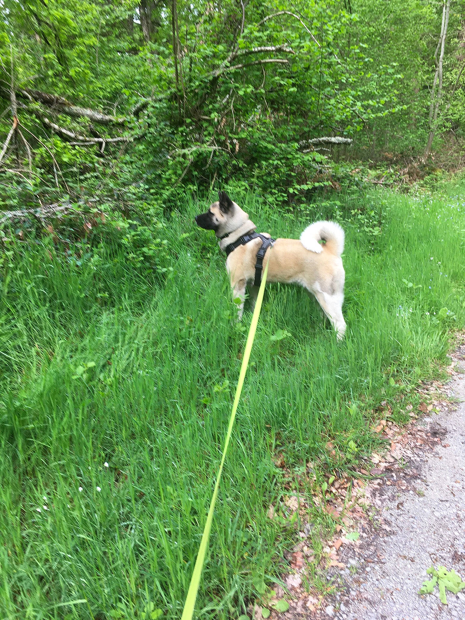 Quinai a rejoint le concours — aidez-le/la à gagner de superbes lots ! black_norwegian_elkhound, canidae, carnivore, dog, dog_breed, east_siberian_laika, eurasier, fawn, finnish_spitz, grass, hokkaido, icelandic_sheepdog, laika, mammal, norwegian_buhund, norwegian_elkhound, plant, tail, tree, west_siberian_laika