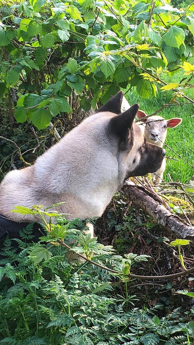 Quinai participe au concours pour gagner de l'argent avec cette photo : canidae, fawn, plant, snout, wildlife