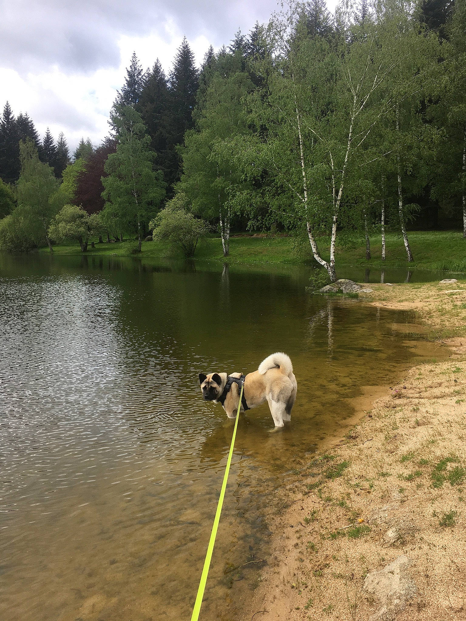 Quinai a rejoint le concours — aidez-le/la à gagner de superbes lots ! bank, canidae, carnivore, dog, dog_breed, dog_walking, eurasier, fawn, lake, leash, pond, reservoir, river, siberian_husky, sporting_group, working_dog