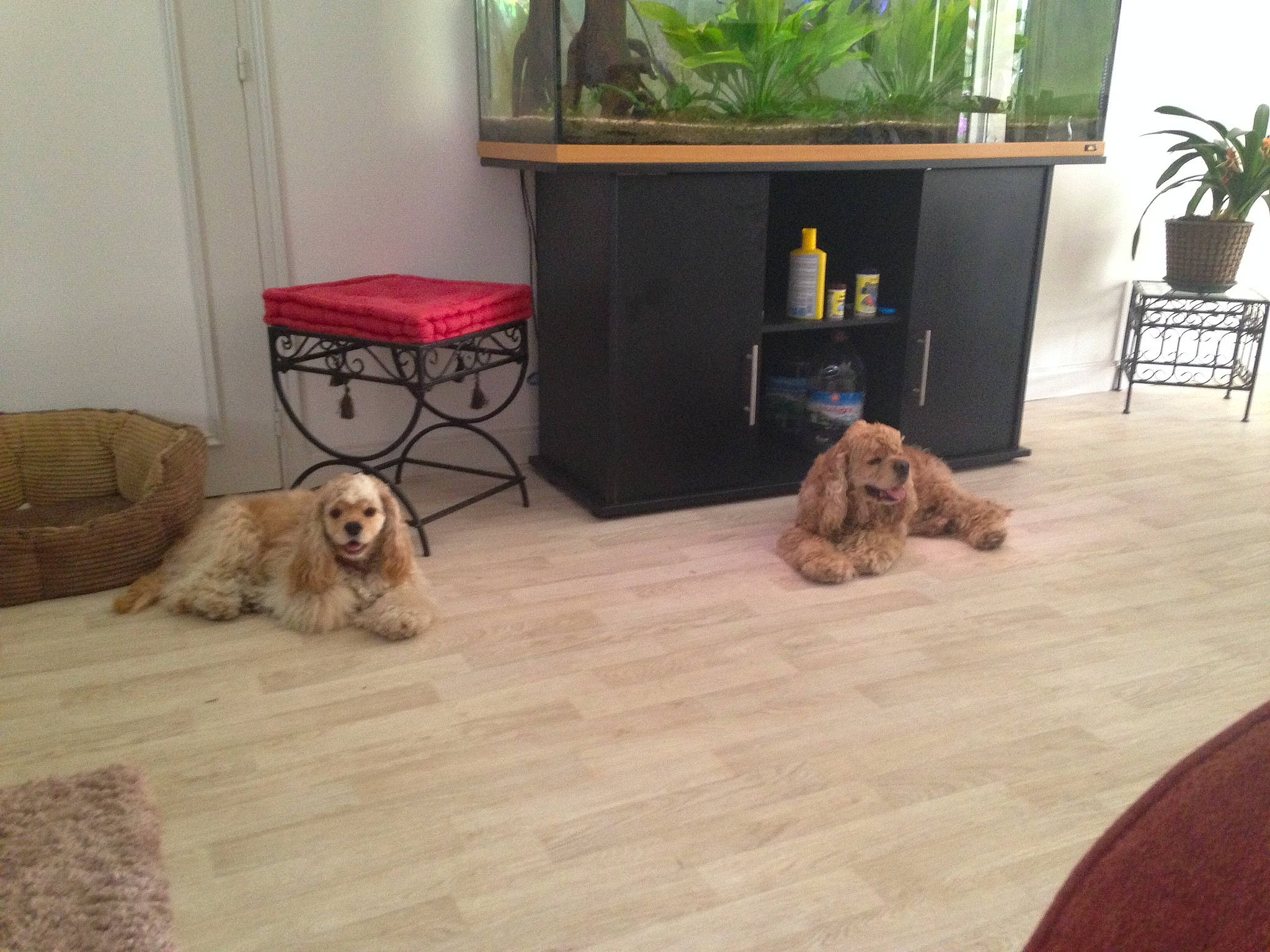 Lady a rejoint le concours — aidez-le/la à gagner de superbes lots ! american_cocker_spaniel, canidae, carnivore, companion_dog, dog, dog_breed, english_cocker_spaniel, floor, flooring, hardwood, home, interior_design, laminate_flooring, liver, person, room, spaniel, sporting_group, tile, wood