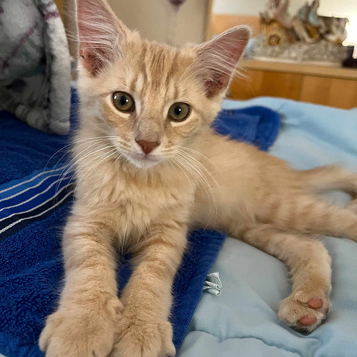 Remy joined the competition — help win amazing prizes! kitten, cat, ginger, feline, pet, animal, cute, paws, fur, bed, blanket, blue, indoor, relaxed, young, whiskers, ears, closeup, cozy, home