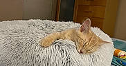 Remy is registered to the contest to win money with this photo: kitten, cat, sleeping, bed, fluffy_bed, orange_cat, pet, indoor, cozy, blanket, furniture, dresser, television, relaxing, sleep, cute, domestic_animal, bedroom, soft_texture, rest