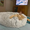 kitten, cat, sleeping, bed, fluffy_bed, orange_cat, pet, indoor, cozy, blanket, furniture, dresser, television, relaxing, sleep, cute, domestic_animal, bedroom, soft_texture, rest
