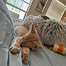 Remy is registered to the contest to win money with this photo: kitten, cat, sleeping, bed, blue_sheets, stuffed_toy, gray, toy, indoor, window, blinds, relaxing, cozy, pet, animal, feline, paws, fur, daylight, home