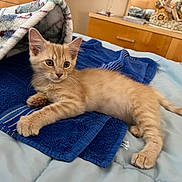 Remy is registered to the contest to win money with this photo: kitten, cat, orange_cat, bed, blanket, towel, furniture, dresser, indoor, pet, animal, cute, resting, fur, whiskers, paw, relaxed, young_cat, cozy, domestic